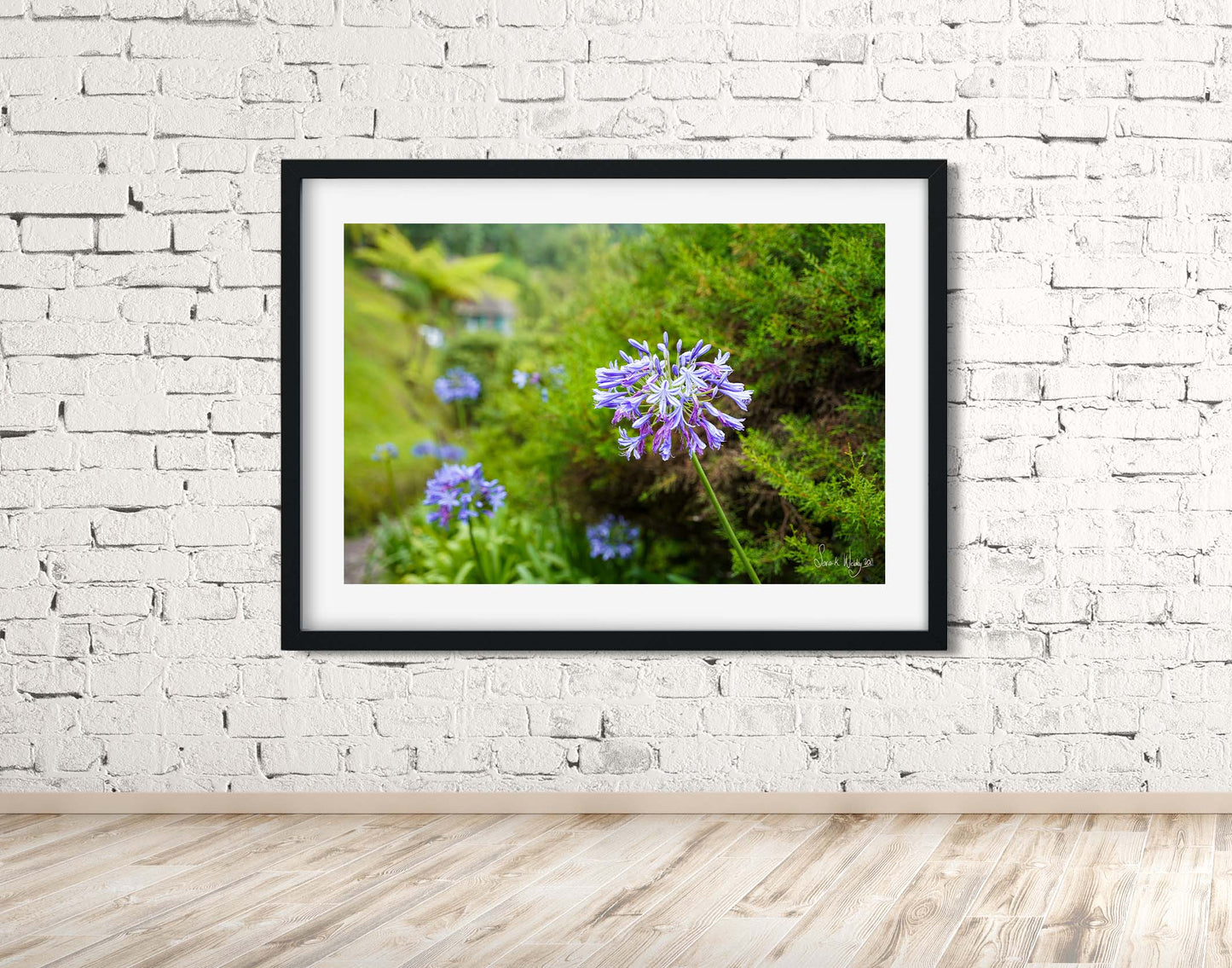 Tranquil Blooms - Blue Lily Serenity at Holywell Cabin Print