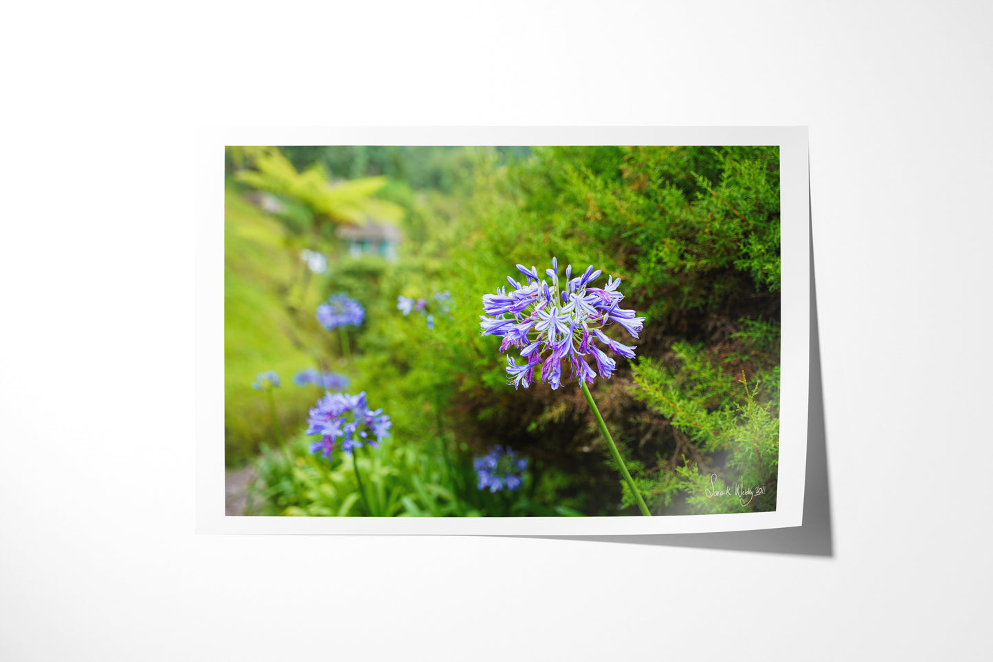 Tranquil Blooms - Blue Lily Serenity at Holywell Cabin Print