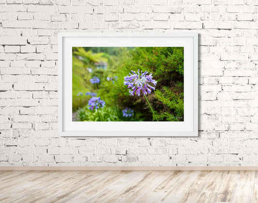 Tranquil Blooms - Blue Lily Serenity at Holywell Cabin Print