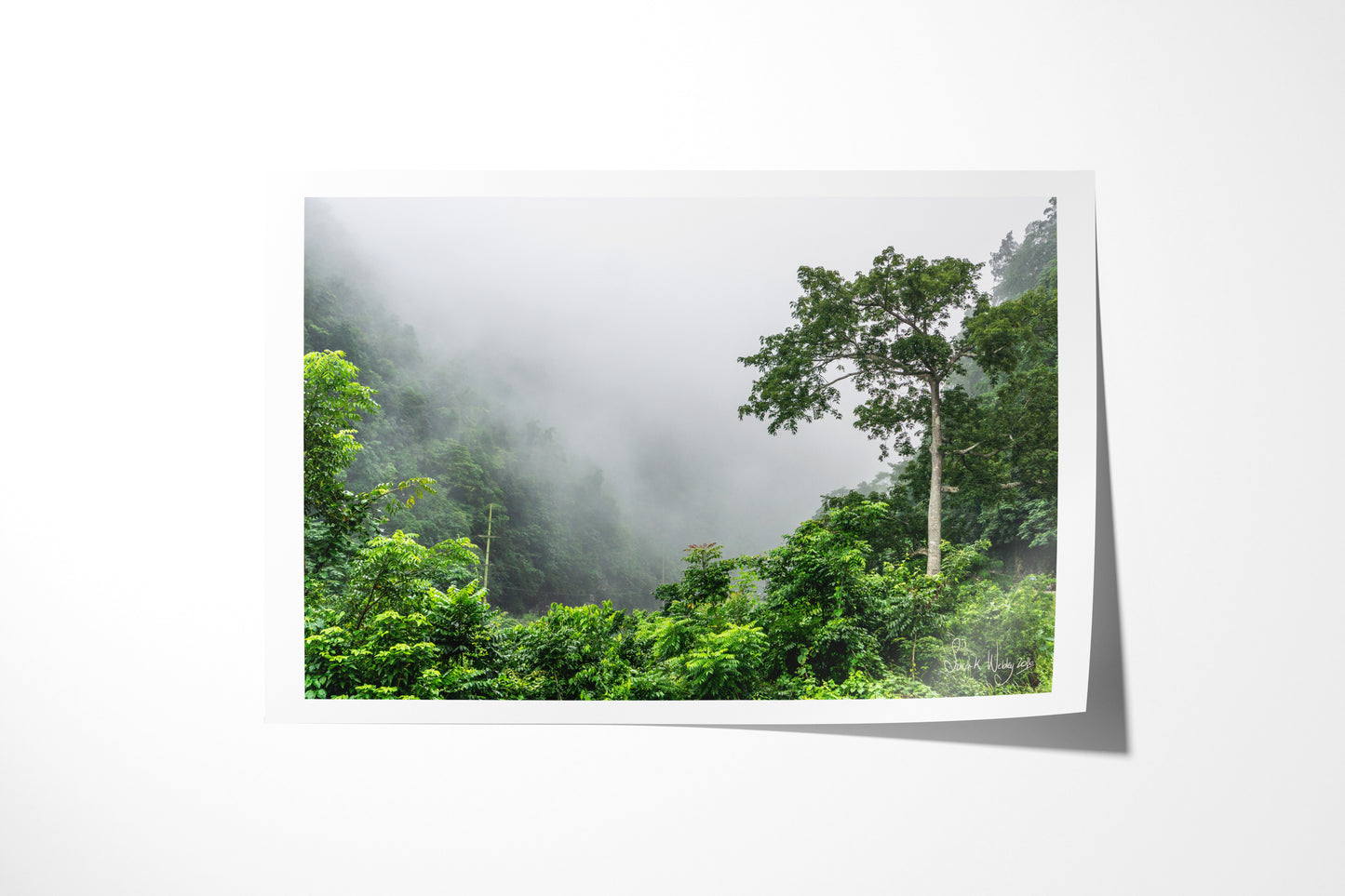 Mystical Morning Fog - Jamaican Mountain Landscape Print